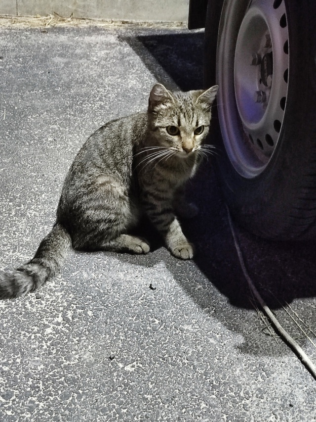 Ленина 27, чей подросток (вроде девчонка) ночью болтаетс...