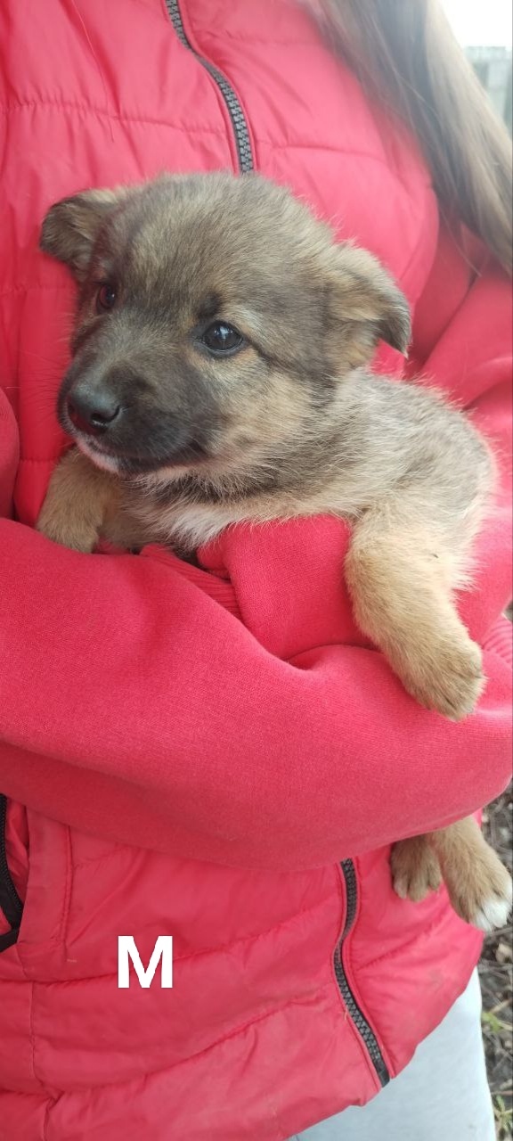 Пост - повтор🐶🐶
Подмосковье
Серебряные Пруды
Пристр...