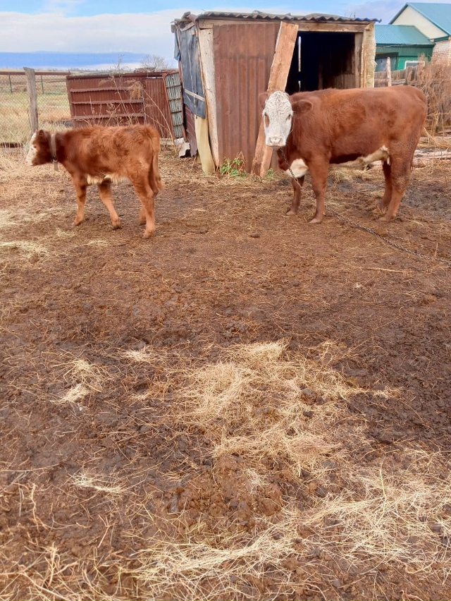 Анонимно.Продаётся телка с телёнком
Цена: 105т.р.
Тел: 8922...