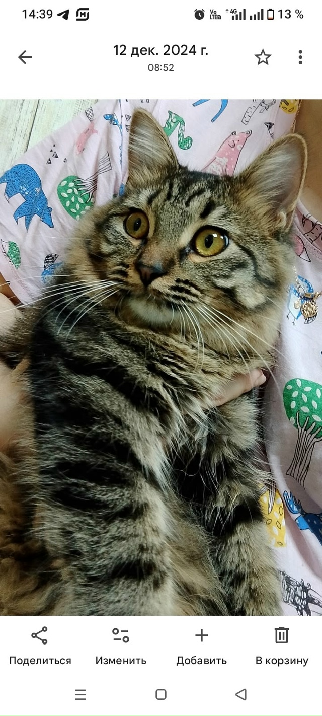 Здравствуйте, опубликуйте пожалуйста. Пропал кот. Клич...