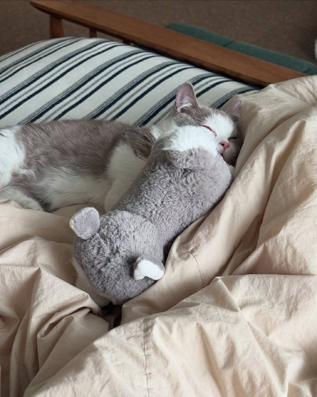 Слатких снов :3