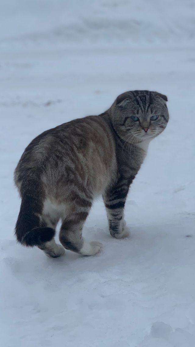 🆘🆘🆘 Вознаграждение гарантируем‼
Потерялся кот, у?...
