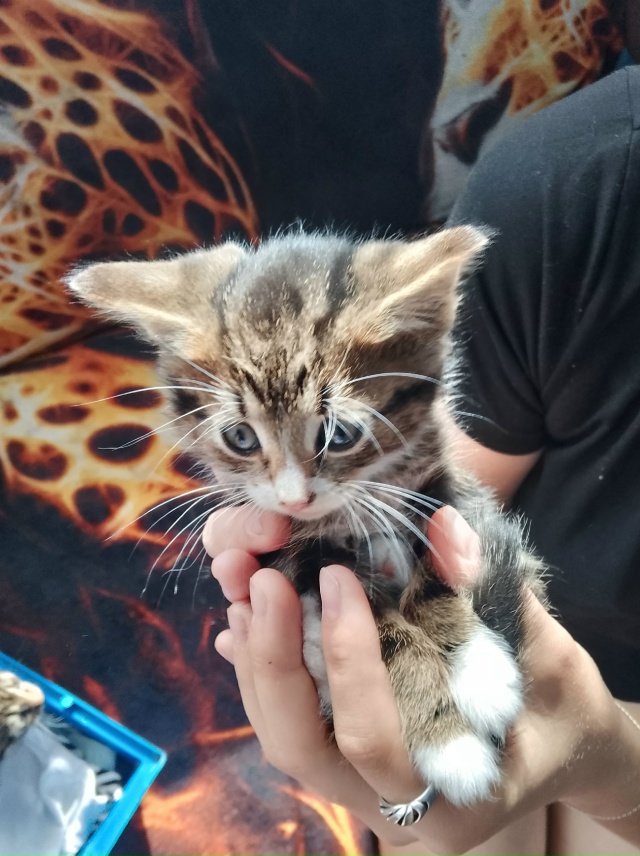 Котята в добрые руки, 3 мальчика