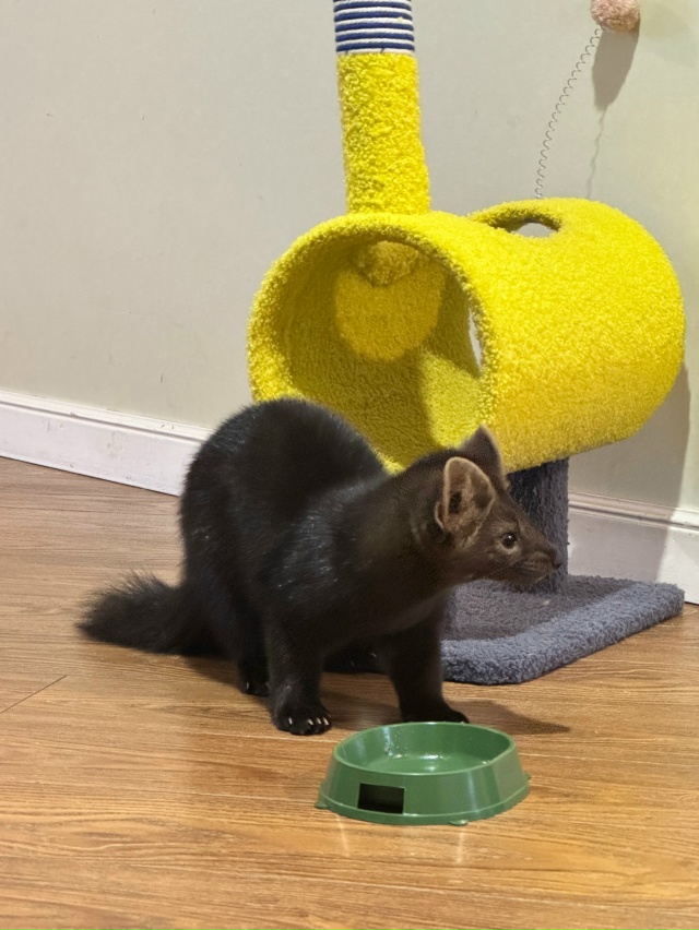 ПОМОГИТЕ НАЙТИ ДОМАШНЕГО СОБОЛЯ !!!
звоните в любое вре?...