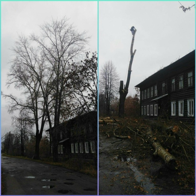 СПИЛИМ ЛЮБОЕ ДЕРЕВО (рядом с домами, проволами, заборам...