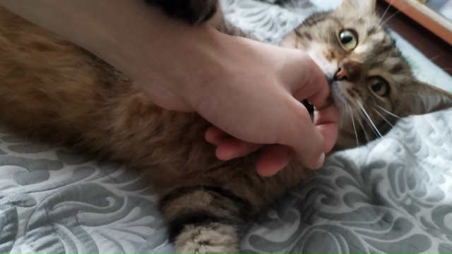 Голодный / Бахнув пельменей