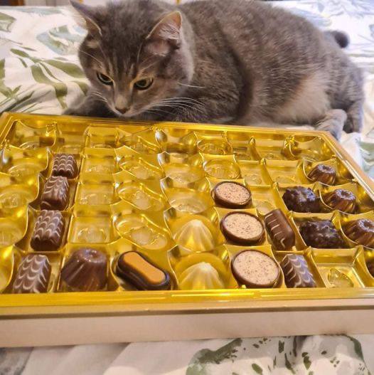 Девочки, сегодня отмечается День женского счастья и Всемирный день конфет.
В общем, с тем как праз