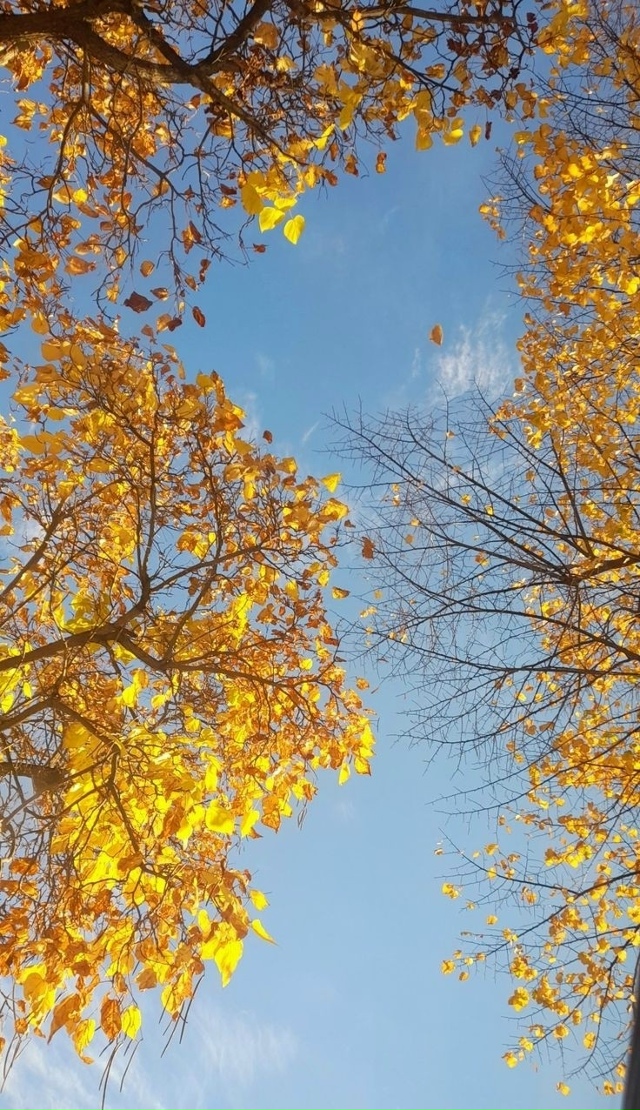Осенью солнца даже больше, чем летом. Оно в каждом лист?...