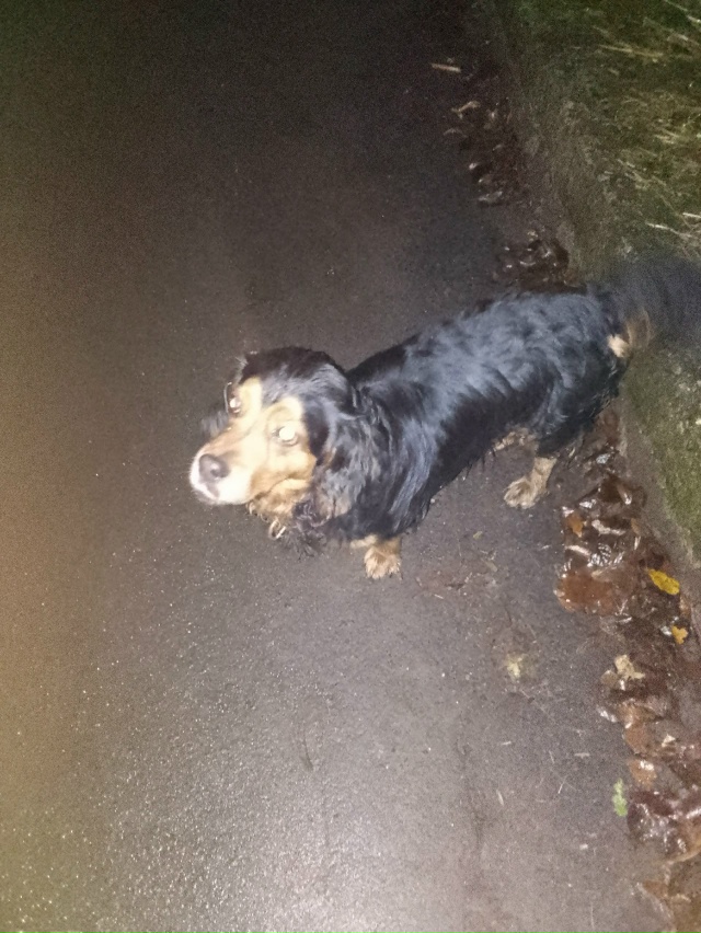 чья собачка потерялась!!!!!!!