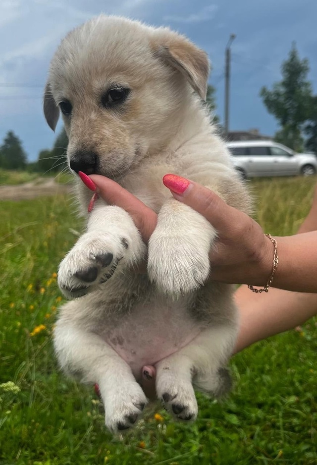 Срочно! Ищем дом малышам 🐶
Буду очень признательна, е?...