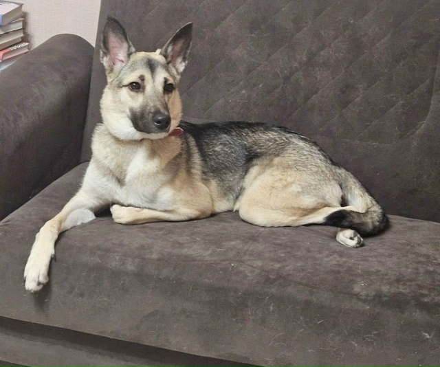 СИРОТА при живой хозяйке.
Пристраивается в добрые руки...