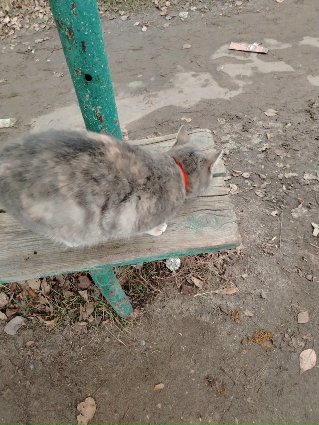 Здравствуйте. На остановке у 8 школы бегает кошка. С ора...