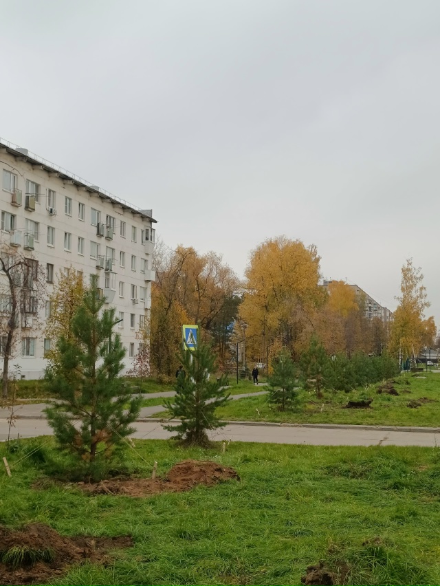 На Вокзальной вырос молодой лес 🌲