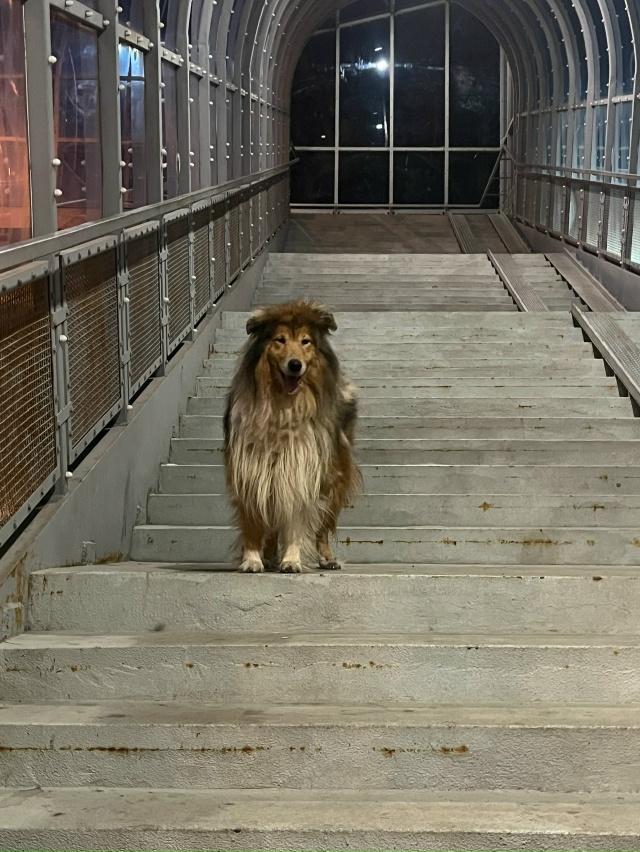 Вчера видели на пешеходном мосту возле тц Озон кабеля ?...