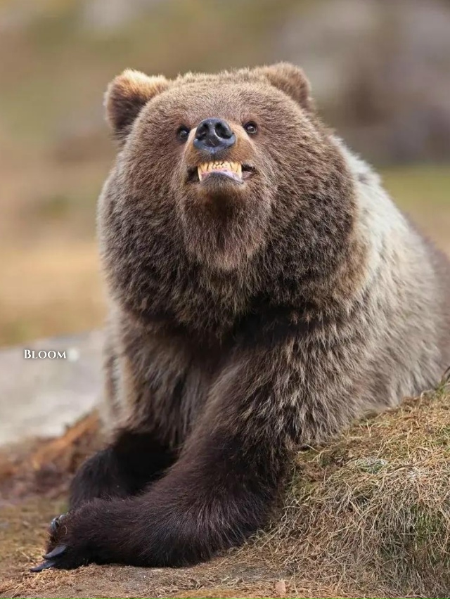 Финалисты конкурса смешных фото дикой природы 2025 — эт?...