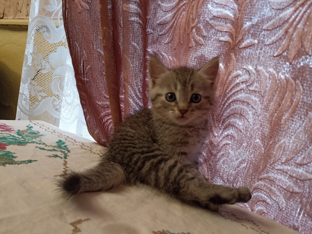Отдам котенка, мальчик 89119028839