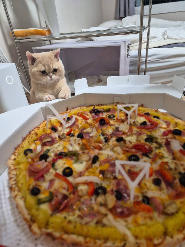 Ну вот ты и попавась, питса..