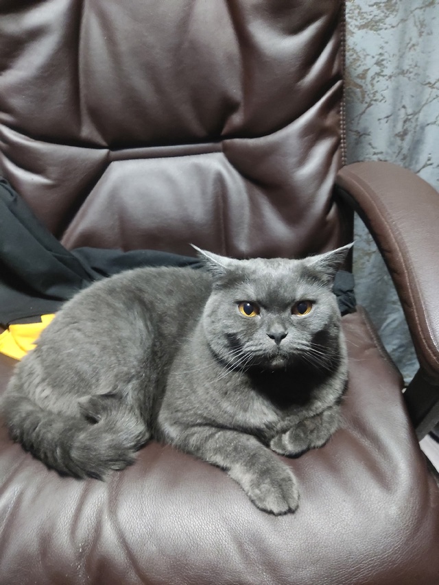 Потерялся кот октябрьская 86 дайте знать кто увидит