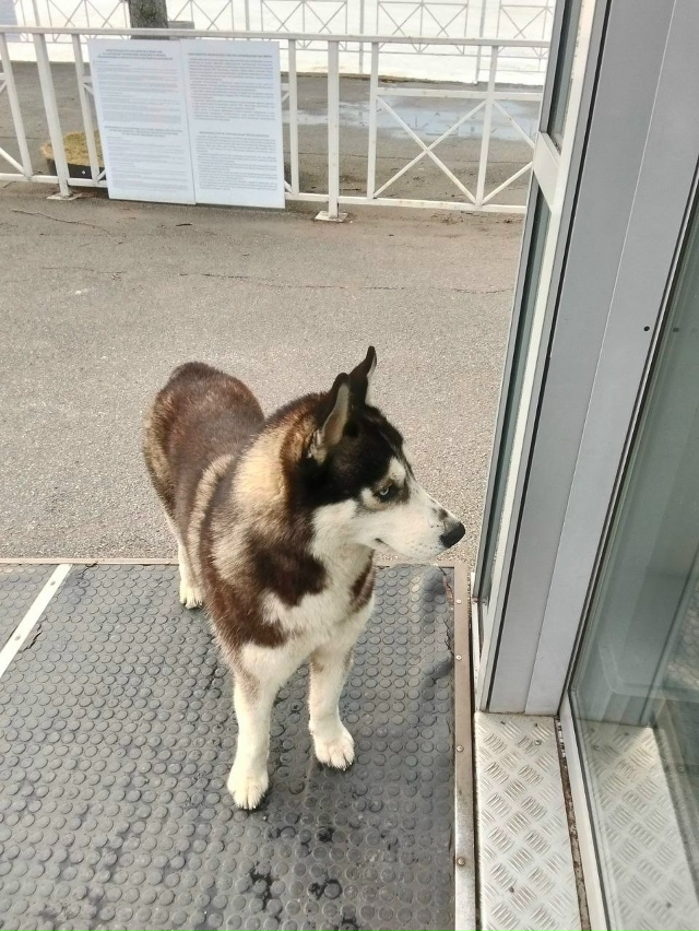 Чей потеряшка? Бегает у причала на фонтанах