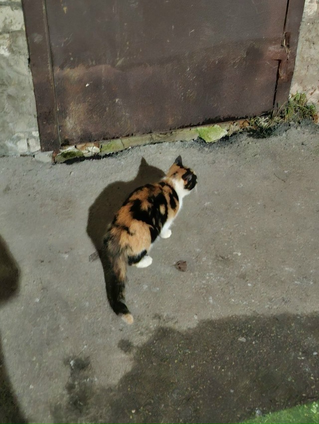 Никто не терял кошку? Сидит, жалобно плачет около дома 3...