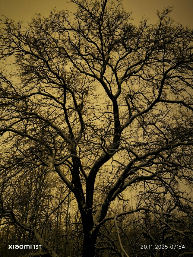 Кто узнает дереве, которому крупно повезло !????