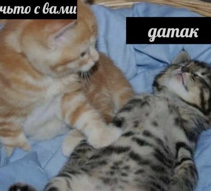 Ночная подборочка
Спать, режим