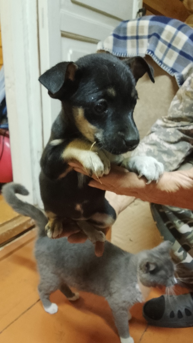 Здравствуйте. Маленькая собачка с весёлым характером. ...