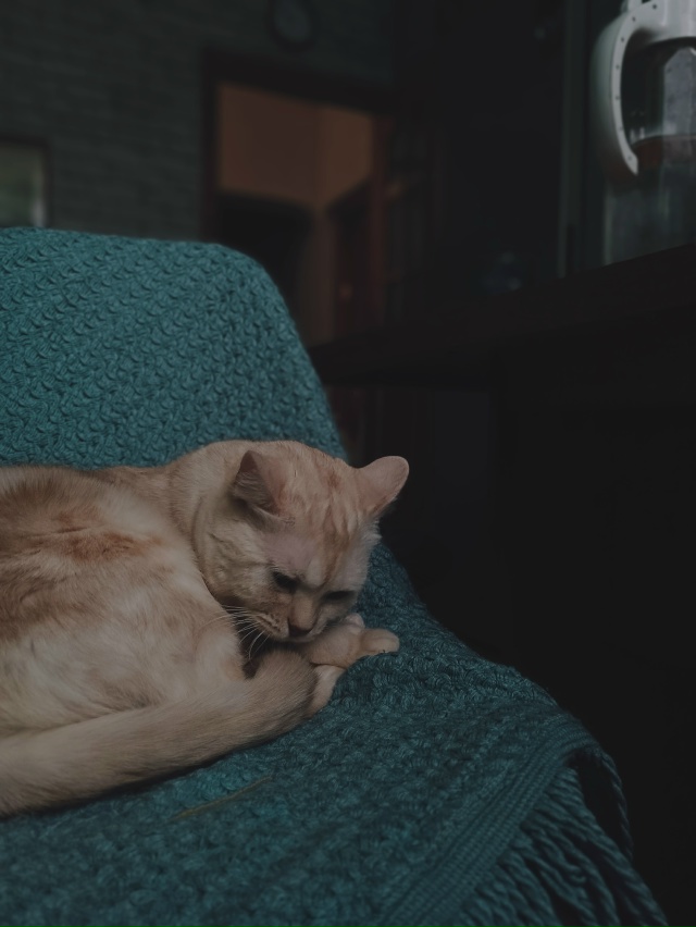 Осенний кот -Персик
