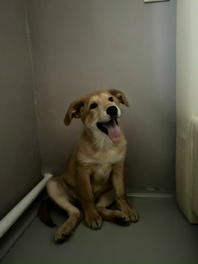 Сладкая булочка ищет дом в Можайске🏡
Это сейчас она б?...