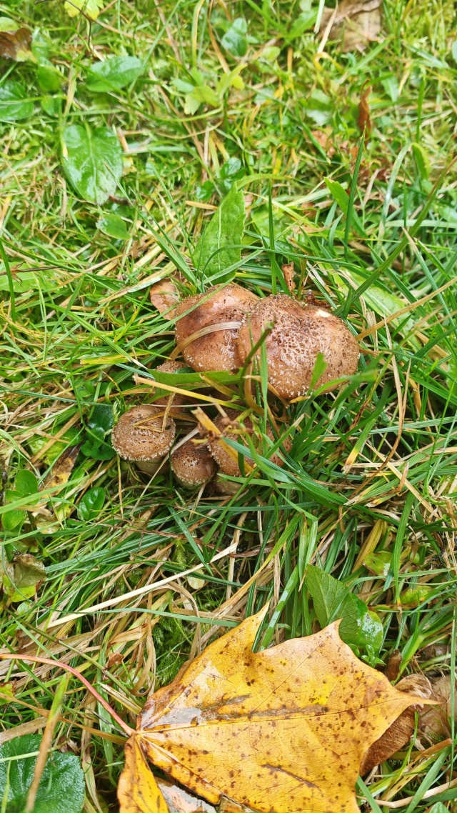 🍄‍🟫Грибной сезон в Смоленске выходит из под контрол...