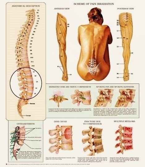 ❗️Лечение боли в спине и суставах.
‼️16 ноября в Конош...