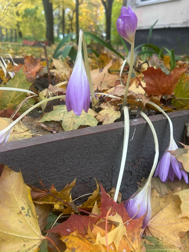 Цветы в листве, но не сдаются)
Физалис особенно хорош