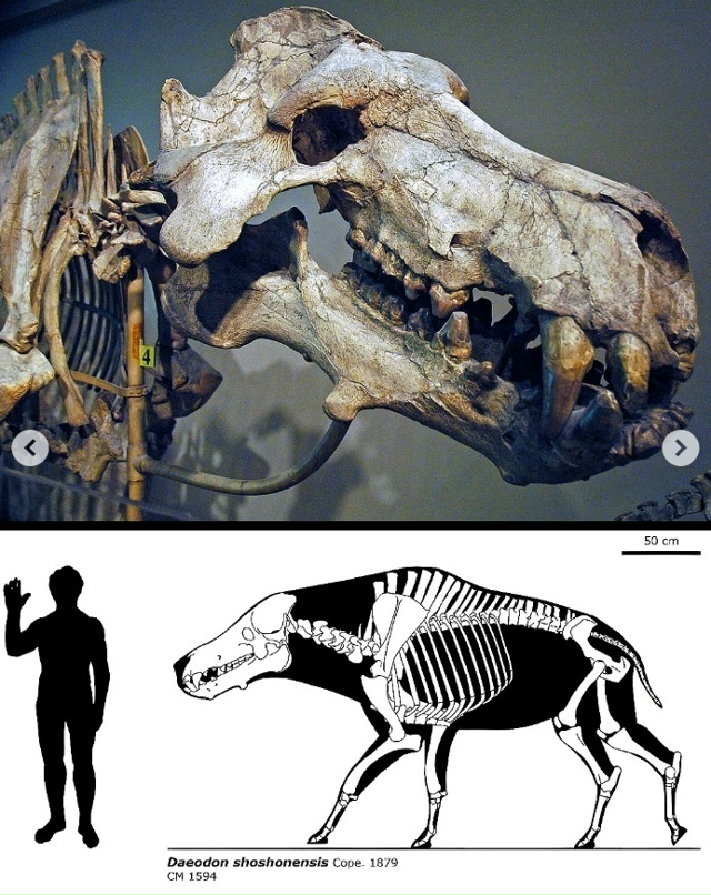 Адская свинья- деодон или динохиус
Деодон, вымерший ро...