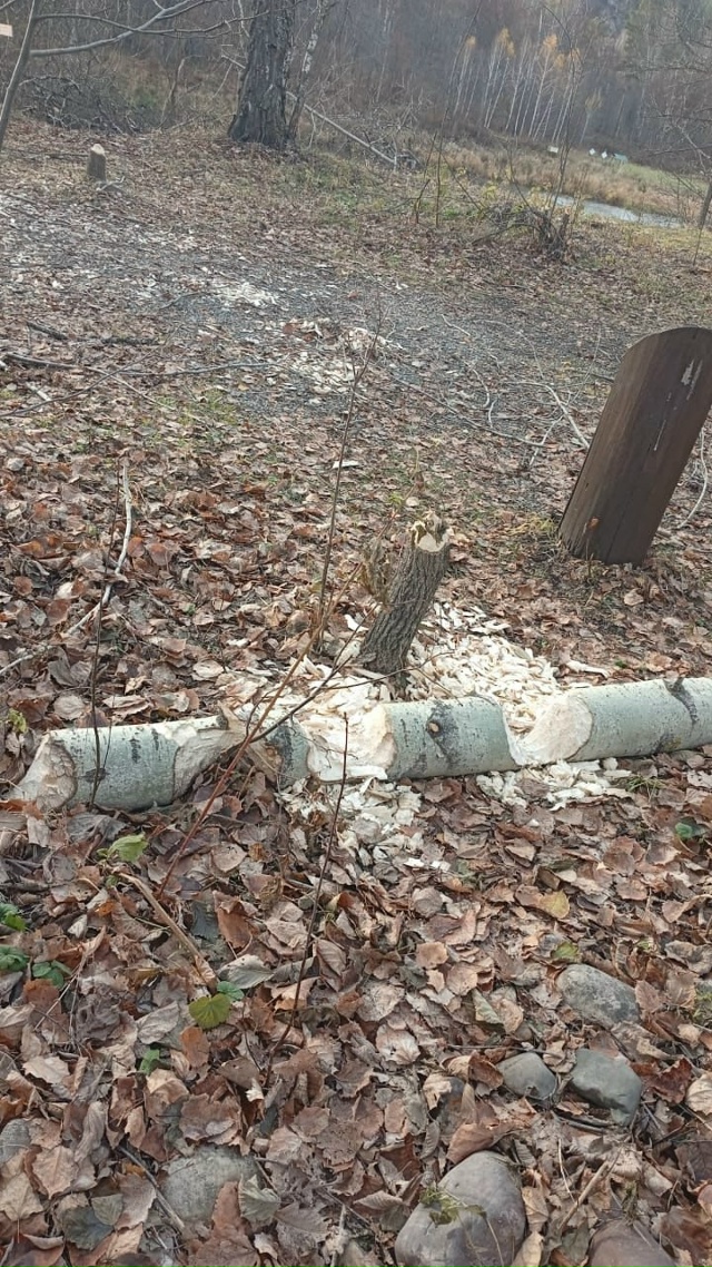 🦫В башкирском «Шульган-Таше» хулиганы-бобры обгрызли...