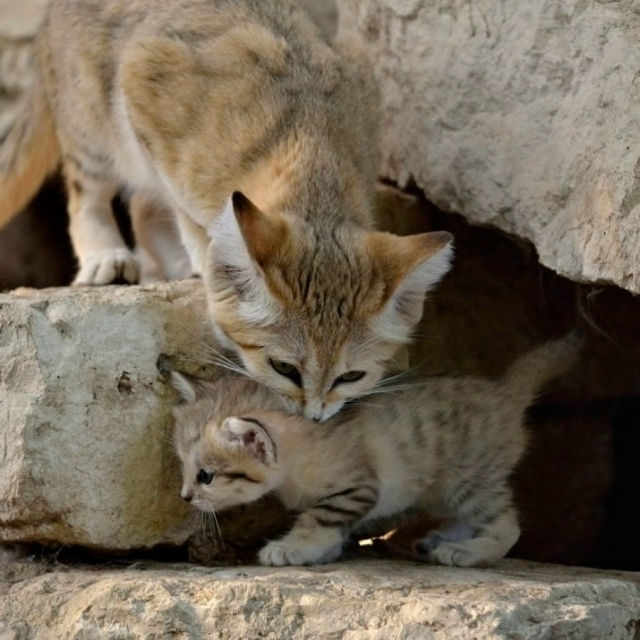Песчаные котики — это самые маленькие дикие кошки, кот...