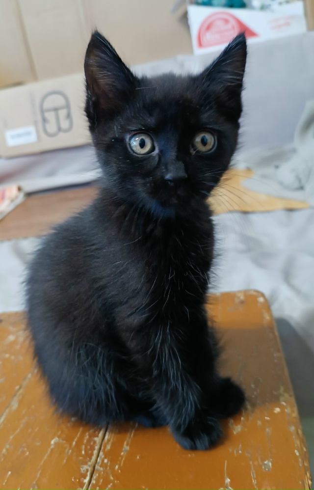 Бородино. Пристраивается котенок - девочка Возраст мес...