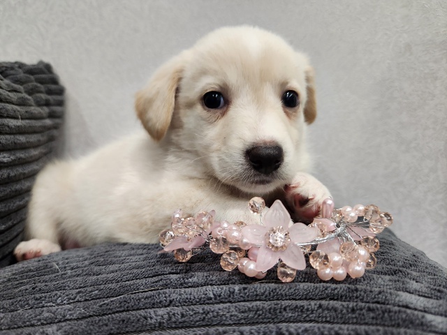 САМЫХ ЛЮБЯЩИХ И ОТВЕТСТВЕННЫХ РОДИТЕЛЕЙ ИЩЕМ ДЛЯ МАЛЕ?...