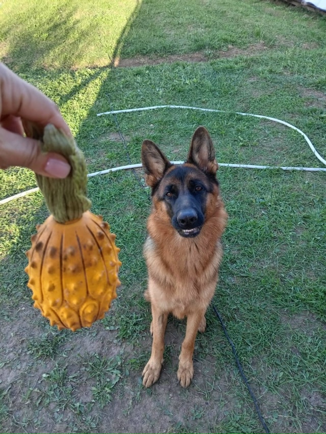 Пропала собака!
Немецкая овчарка, зовут Алиса, ей 1 годи...