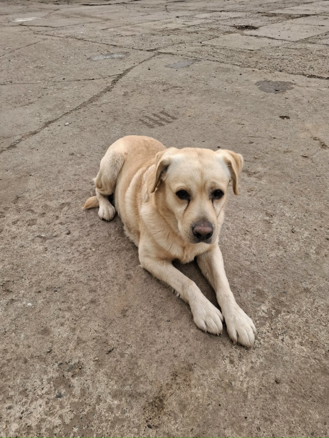 Найден пес, породы лабрадор, видно что домашний. Находи...