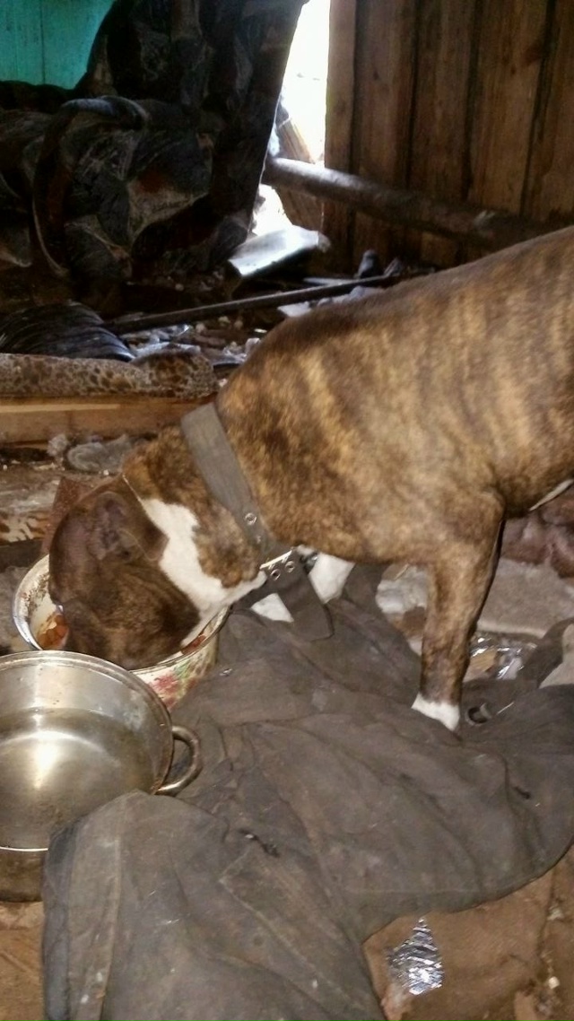 Ситуация 🆘 🆘🆘
Нелюди оставили собаку в пустом холод...