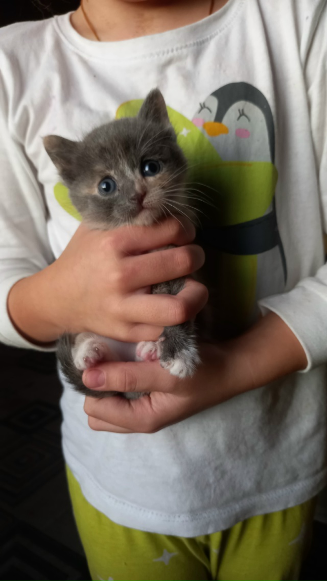 Отдам котят.89530016329