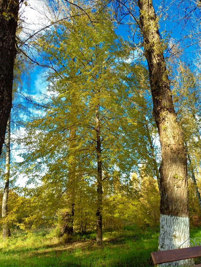 Золотая осень в парке ОЦБК в объективе [id139179875|Аля Емел?...