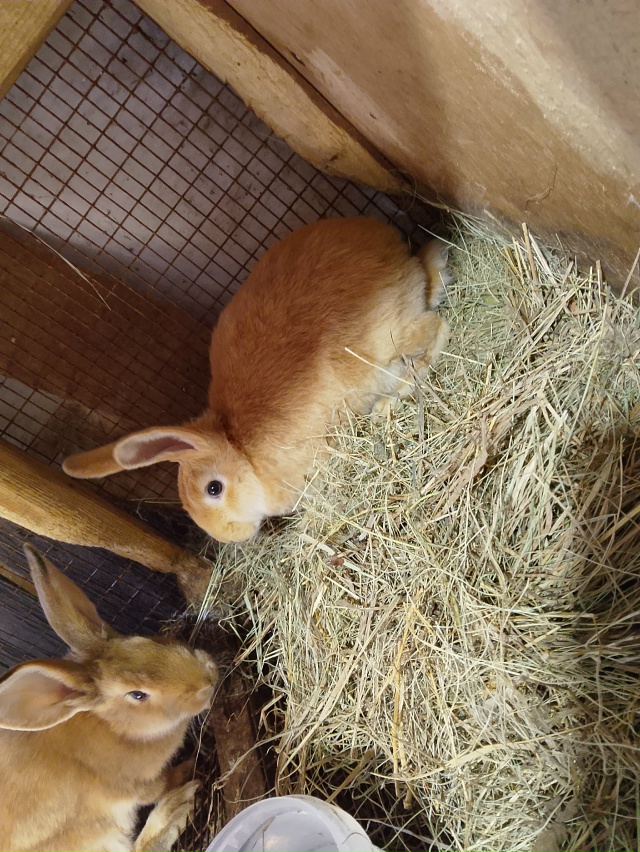 Продам кроликов,не дорого, осталось мало, успейте купи?...