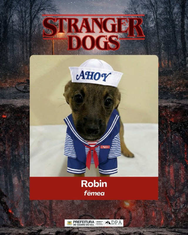 В Бразилии приют для животных нарядил хвостатых в героев «Очень странных дел» чтобы привлечь внимани