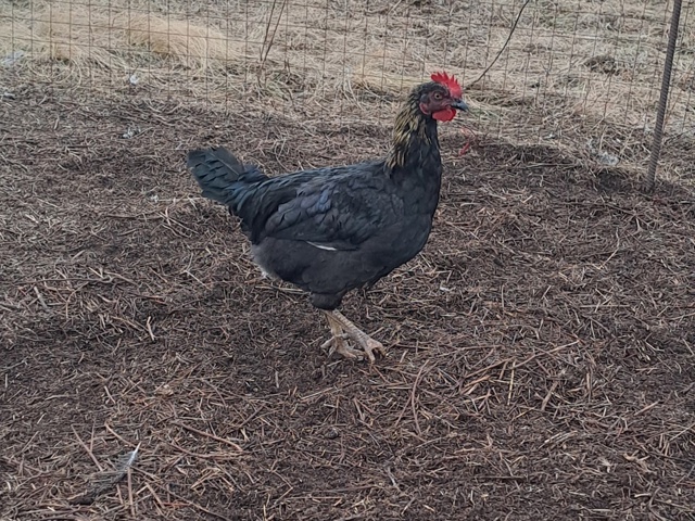 Продаются молодые петухи по 500 руб.
Тел. 89228316421