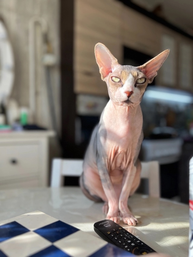 Тут снова мы-Иззи и Ви!
Года идут ,а кошки не взрослеют???...