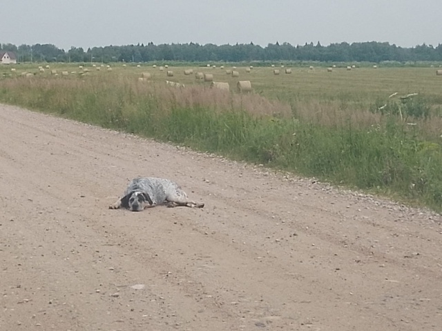 Анонимно пожалуйста! Чьи собаки? Находятся на дороге, с...