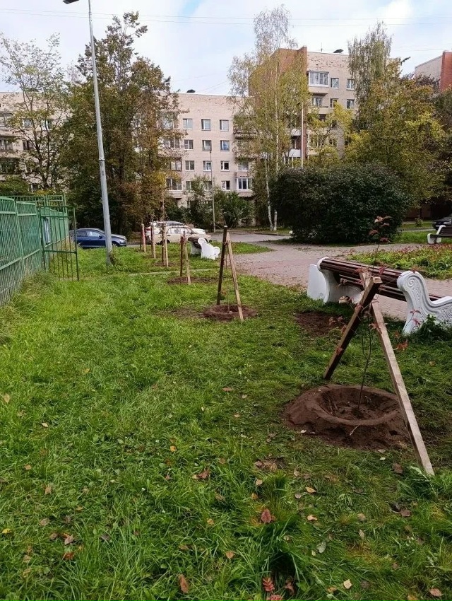 Осенние посадки в Петергофе
В период осеннего месячни...