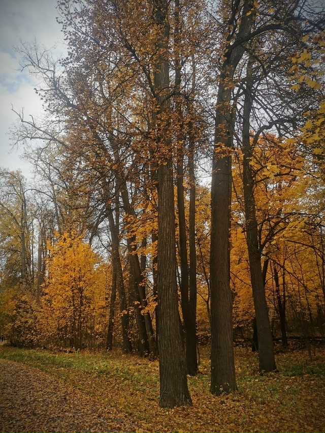 Наша красивая Балашиха в осеннем наряде 🥰
