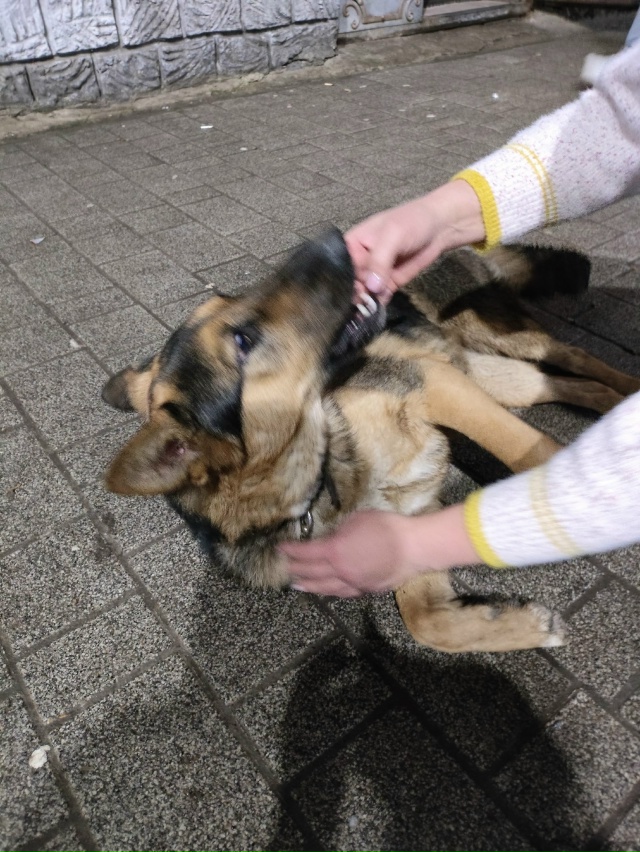 Здравствуйте, сегодня 22.11.2025 увидели эту собачку около ...